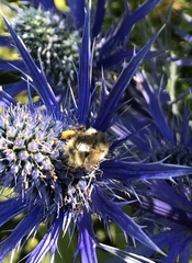Bombus mixtus