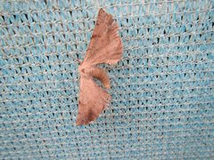 Parepisparis multicolora