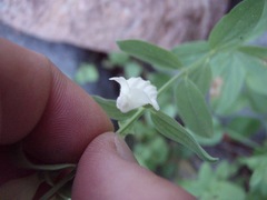 Scutellaria californica