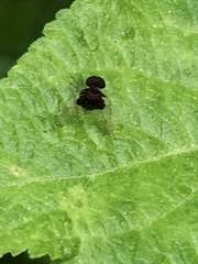 Chrysopilus basilaris