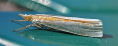 Crambus girardellus