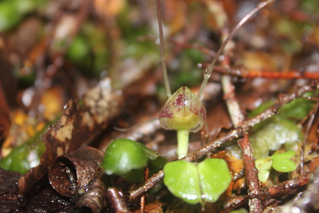 Corybas walliae