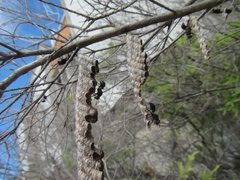 Ropalidia revolutionalis