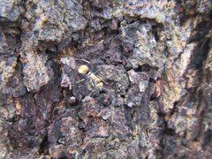 Polyrhachis trapezoidea