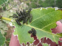 Poneridia semipullata