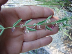 Scutellaria californica