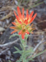 Castilleja applegatei
