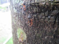Camponotus confusus