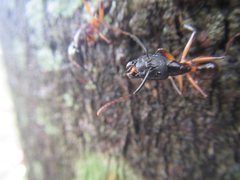 Camponotus confusus