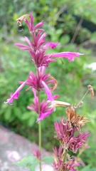 Agastache mexicana