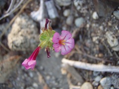 Diplacus torreyi