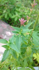 Agastache mexicana