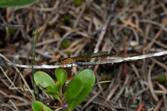 Ischnura perparva