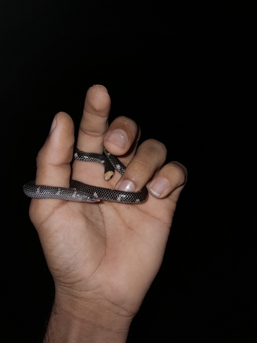 Trevelyan's Earth Snake