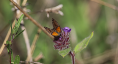 Lachnocephala vellosata