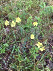 Linum intercursum