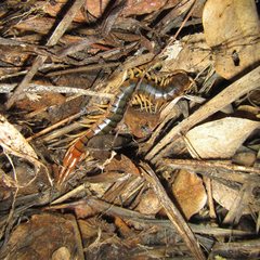 Ethmostigmus rubripes