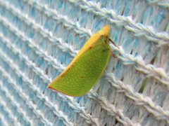 Siphanta acutipennis