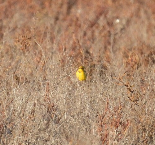 Yellow Chat (Epthianura crocea), photo 8