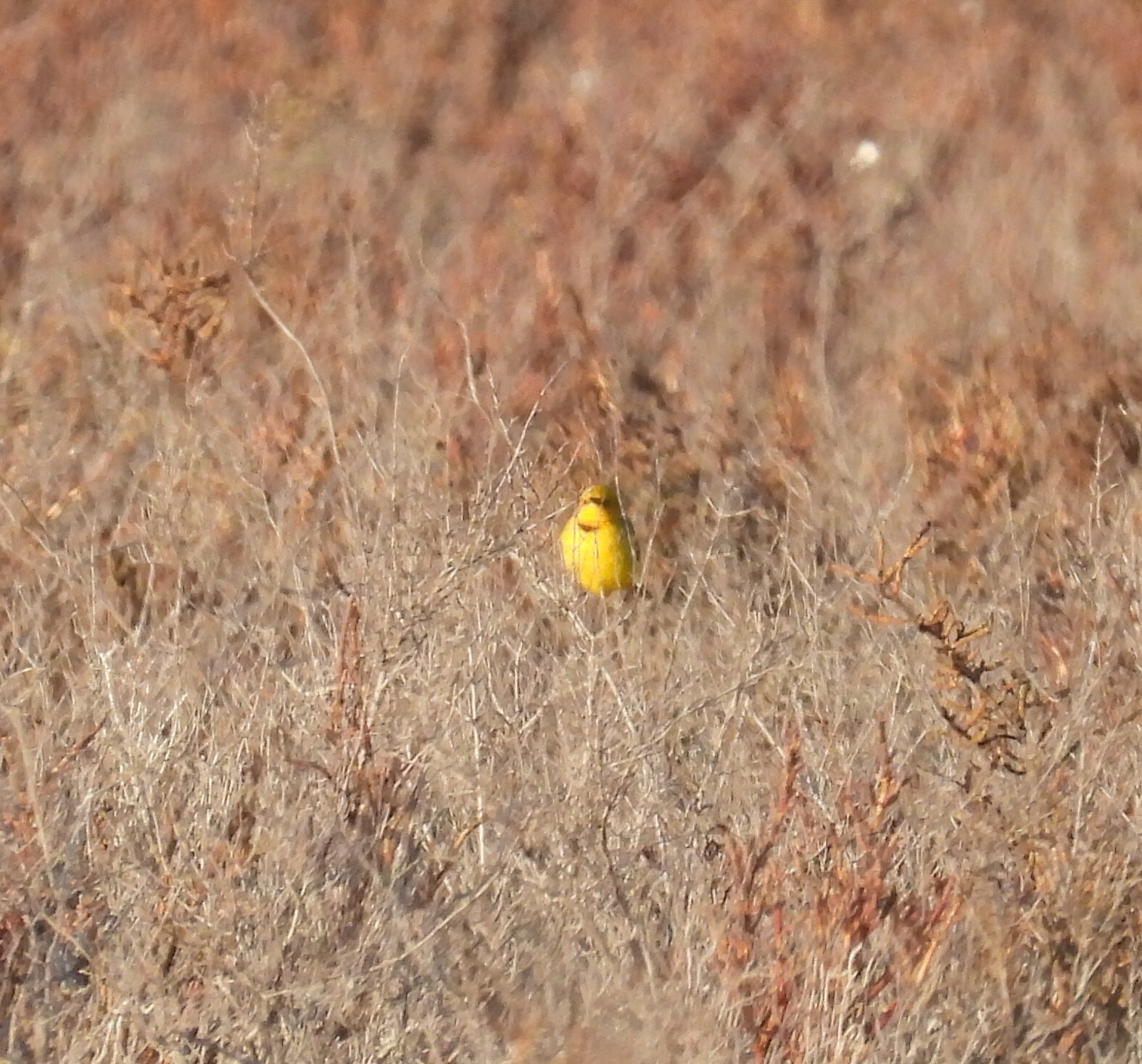 Yellow Chat (Epthianura crocea), photo 10
