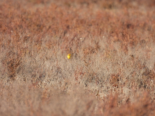 Yellow Chat (Epthianura crocea), photo 9