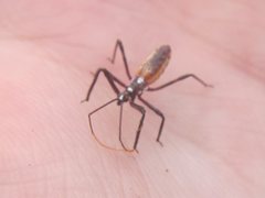 Poecilobdallus formosus