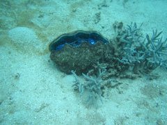 Tridacna derasa