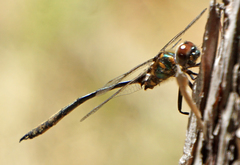 Somatochlora franklini