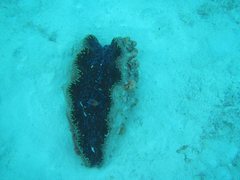 Tridacna derasa
