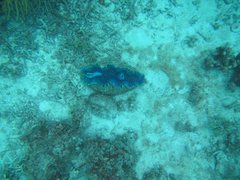 Tridacna derasa