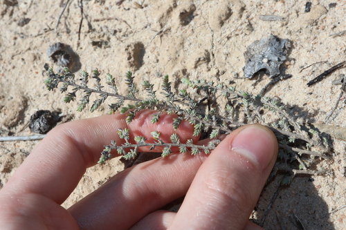 Image of Wilsonia humilis by (c) Thomas Mesaglio, some rights reserved (CC BY)