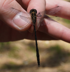Somatochlora franklini