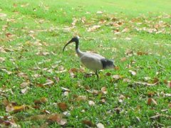 Threskiornis molucca molucca
