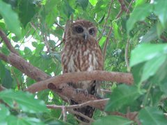 Ninox boobook boobook