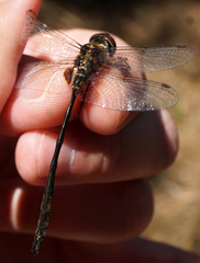 Somatochlora franklini