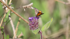 Lachnocephala vellosata