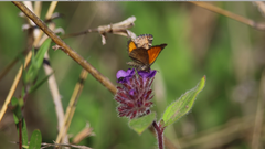 Lachnocephala vellosata