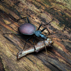 Narrow-collared Snail-eating Beetle