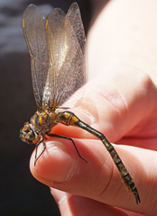 Somatochlora kennedyi