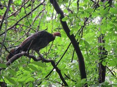 Alectura lathami lathami