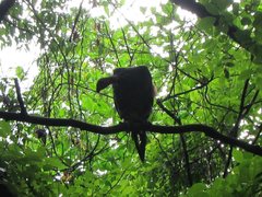 Alectura lathami lathami