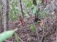 Alectura lathami lathami