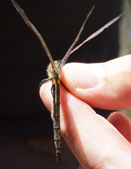 Somatochlora kennedyi