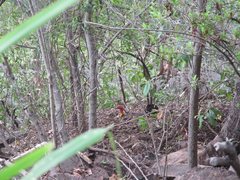 Alectura lathami lathami