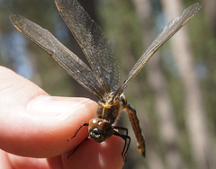 Somatochlora kennedyi