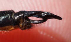 Somatochlora kennedyi