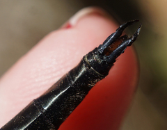 Somatochlora kennedyi