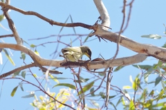 Lichenostomus cratitius
