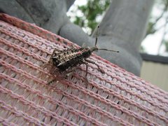 Leptopius clavus