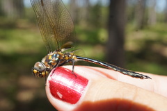 Somatochlora kennedyi